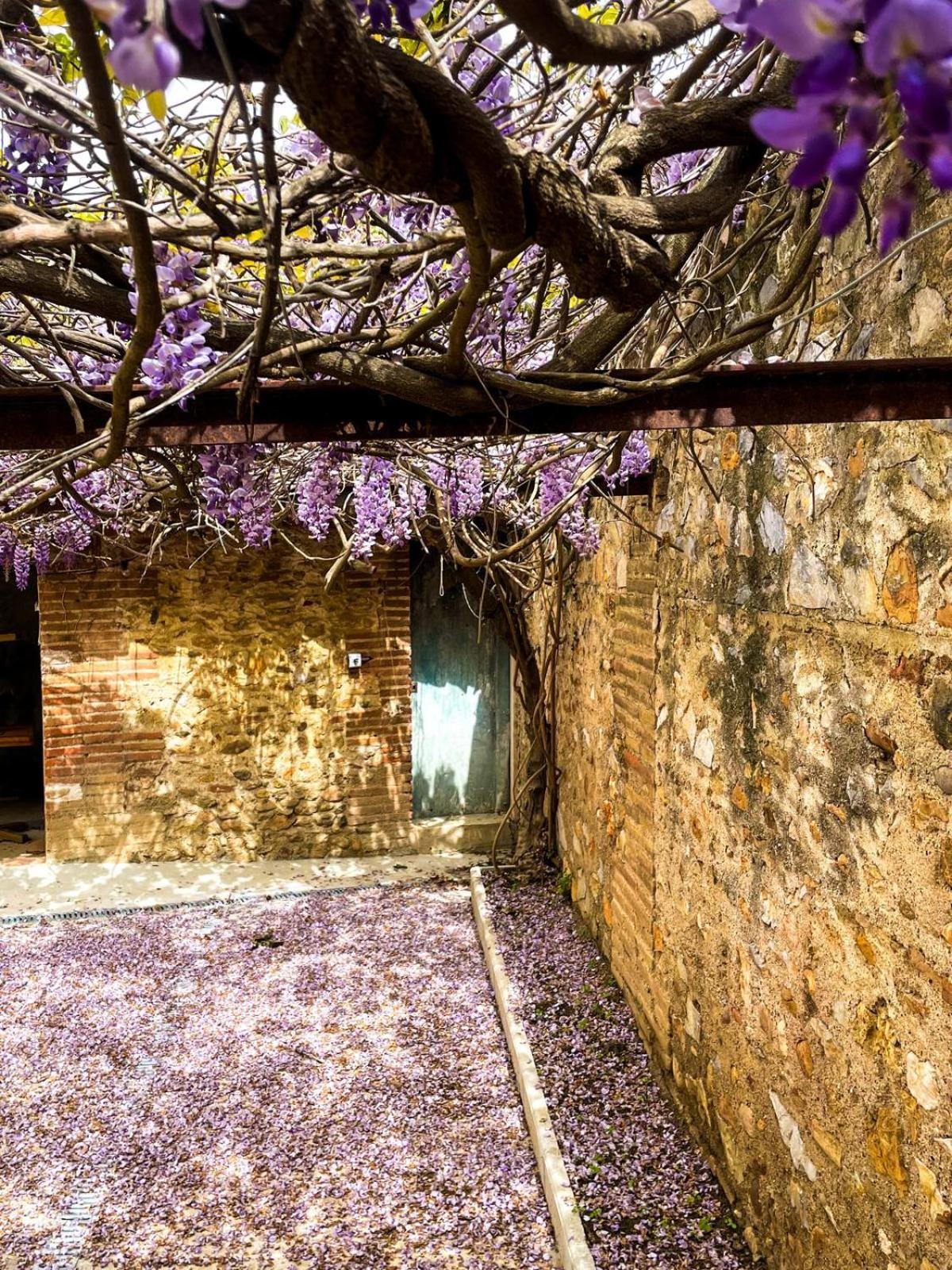 Gîte de charme du Domaine Pagnon Guillemette Torreilles Extérieur photo
